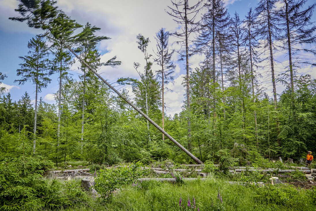 Bild einer borkenkäfergeschädigten Waldfläche