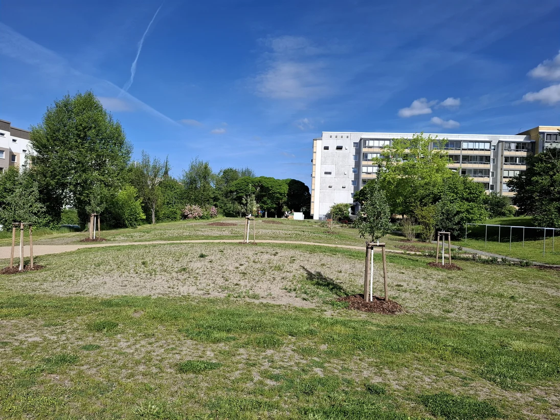 im Vordergrund ist die neugestaltete Freifläche zu sehen mit Baumpflanzungen und Wiesenansaat. Im Hintergrund ist ein Wohnblock zu sehen.