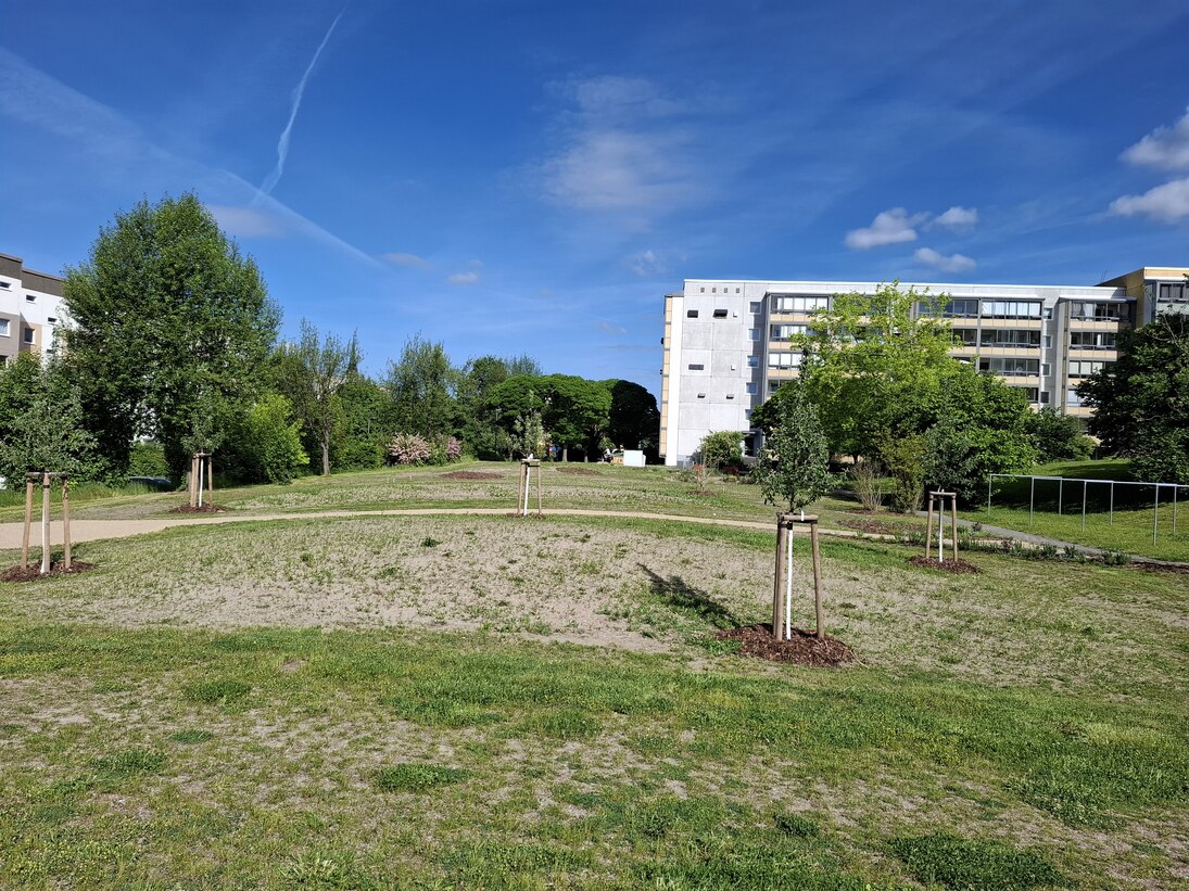 im Vordergrund ist die neugestaltete Freifläche zu sehen mit Baumpflanzungen und Wiesenansaat. Im Hintergrund ist ein Wohnblock zu sehen.