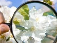 Eine Lupe liegt über der Blüte einer Pflanze und vergrößert diese.