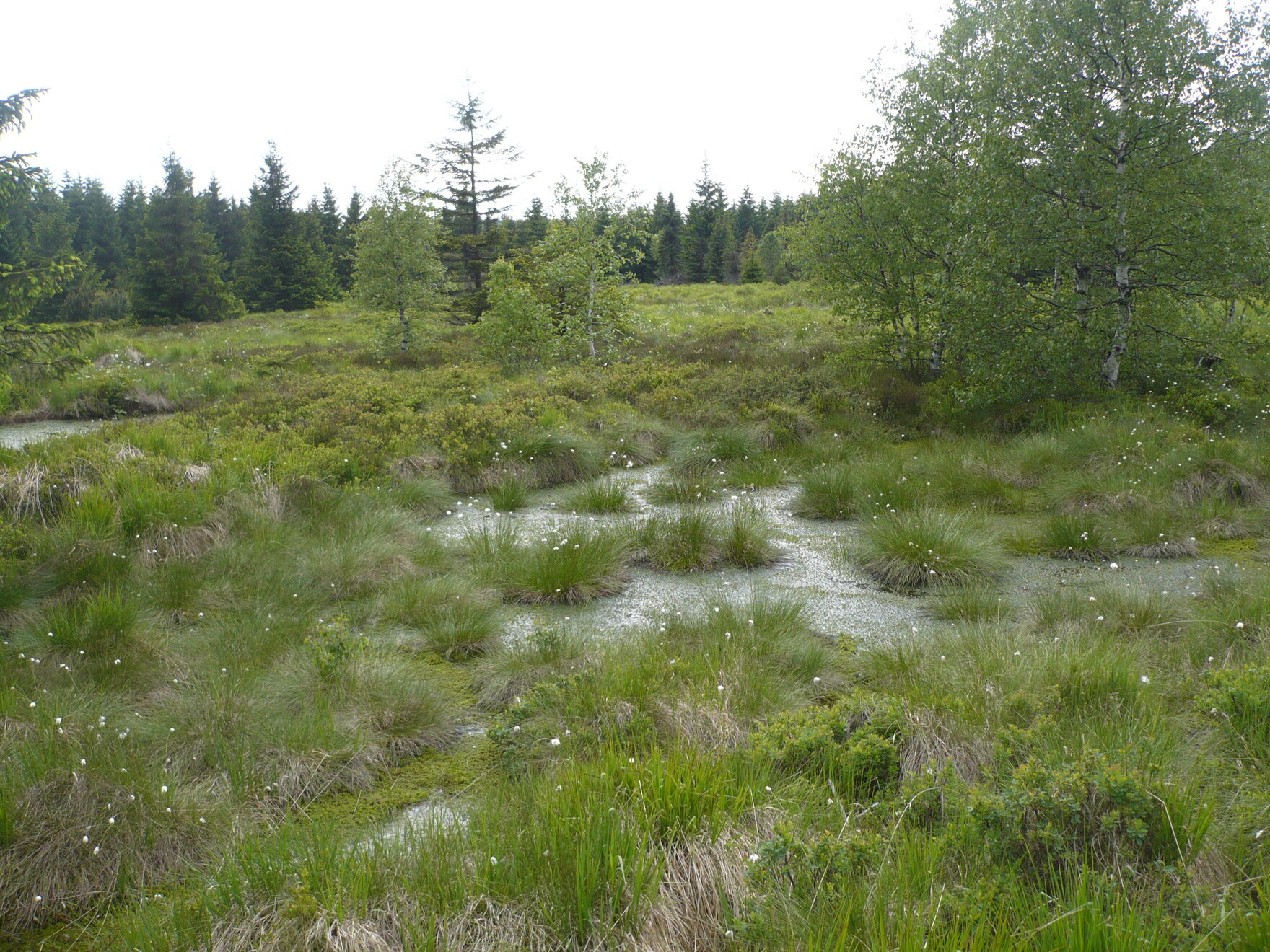 Grüne Moorlandschaft mit stehndem Wasser, grünem hohem Gras und vereinzelten Bäumen im Vordergrund, helle Blüten wie weiße Punkte auf Gras verteilt und vielen Nadelbäumen im Hintergrund.