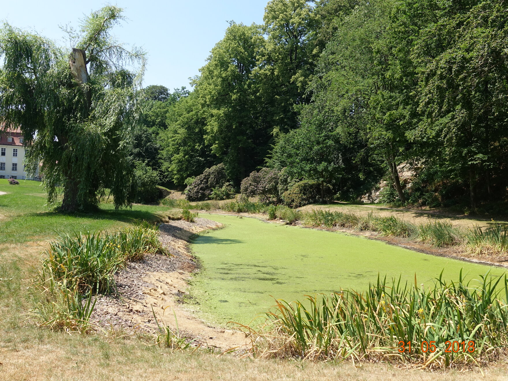 Teich mit niedrigem Wasserstand und Algenblüte im Schlosspark Reinhardtsgrimma im Mai 2018