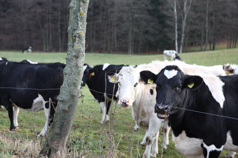 4 schwarz-weiße Kühe auf einer Weide