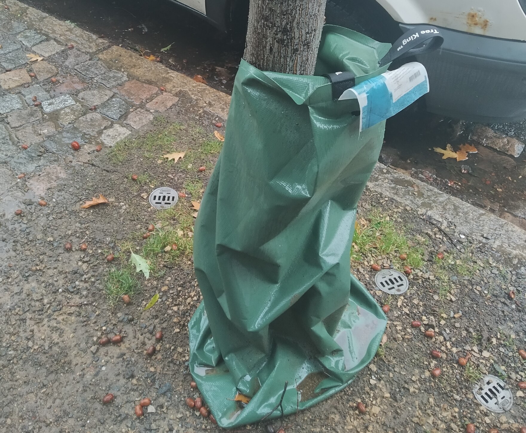 Bewässerungsbeutel an jungem Baum