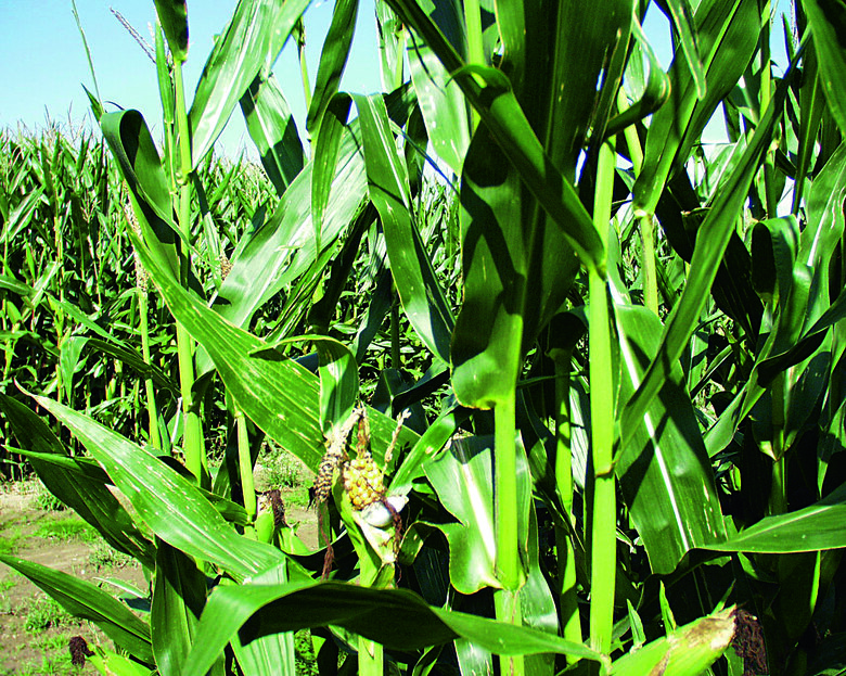 Nahaufnahme einer grünen Maispflanze in einem Maisfeld