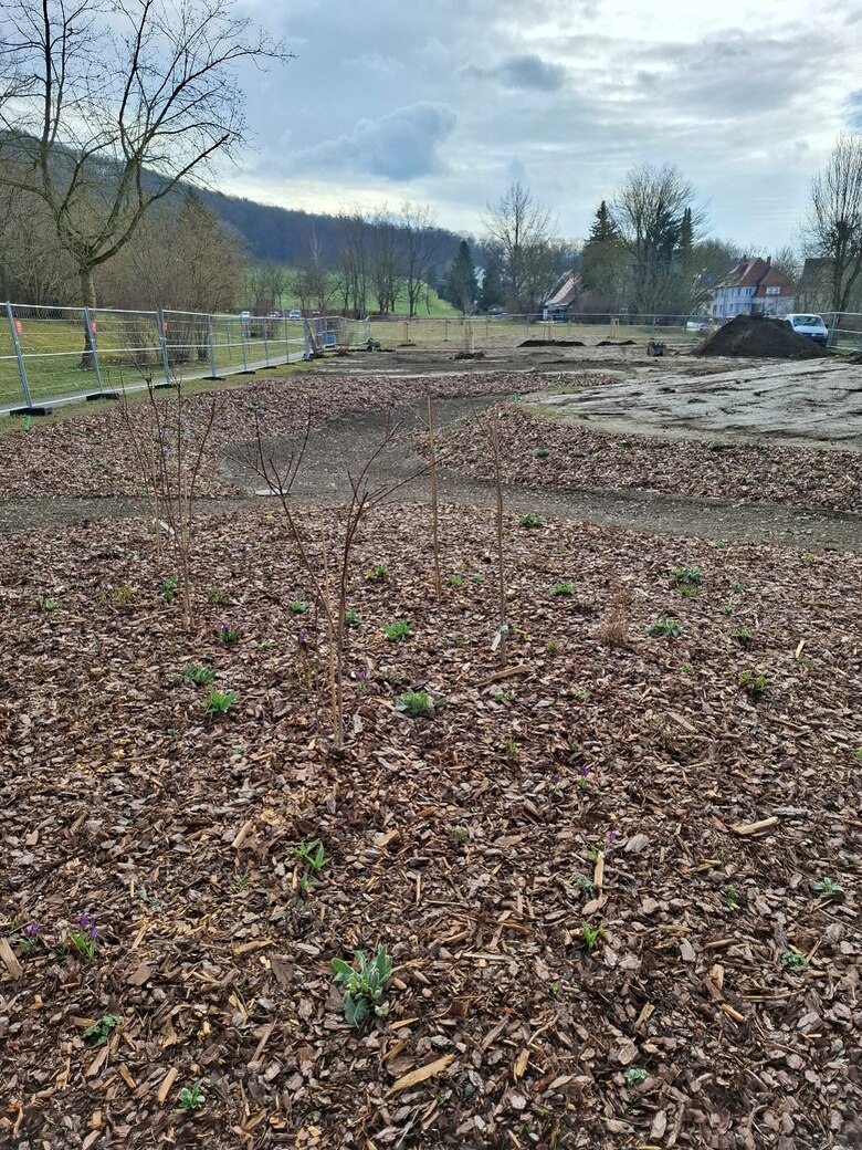 neu bepflanztes Areal mit Sträuchern und Bäumen. Im Hintergund ist ein Bauzaun zu sehen und Erdhügel