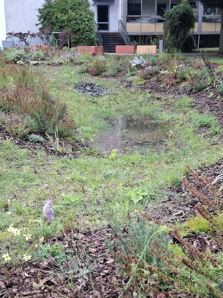 begrünte Versickerungsmulde in der Regenwasser steht.