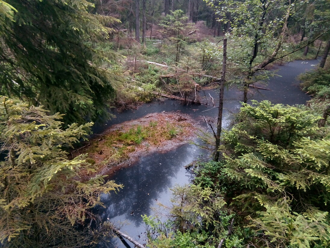 Bild eines sich wieder mit Wasser füllenden Entwässerungsgrabens in einem Moor