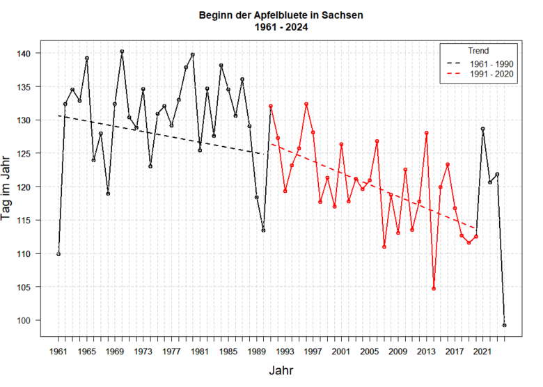 Gangliniendiagramm über den Blühbeginn des Apfels von 1961 bis 2024 mit stark fallendem Trend ab 1991.