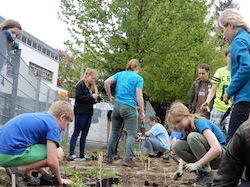 Pflanzaktion an der Schule