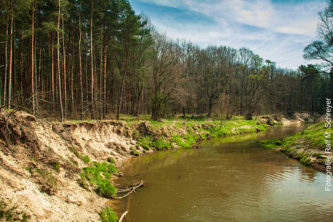 Bild eines natürlichen Flussabschnittes mit naturbelassenem Steilufer