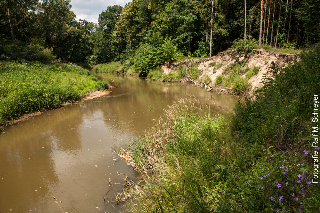 Bild eines natürlichen Flussabschnittes mit naturbelassenem Steilufer