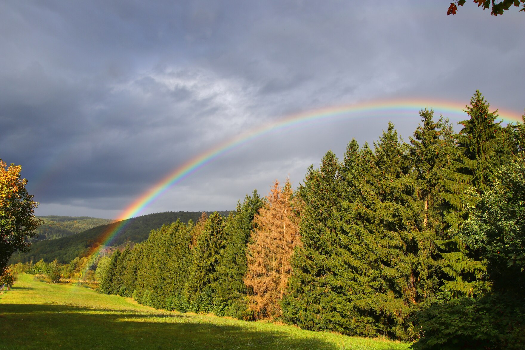 Regenbogen am Waldesrand zum Fichtelberg