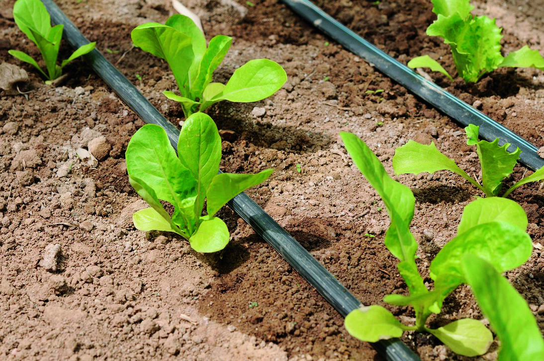 Bild einer Tröpfchenbewässerungsanlage im Gartenbau