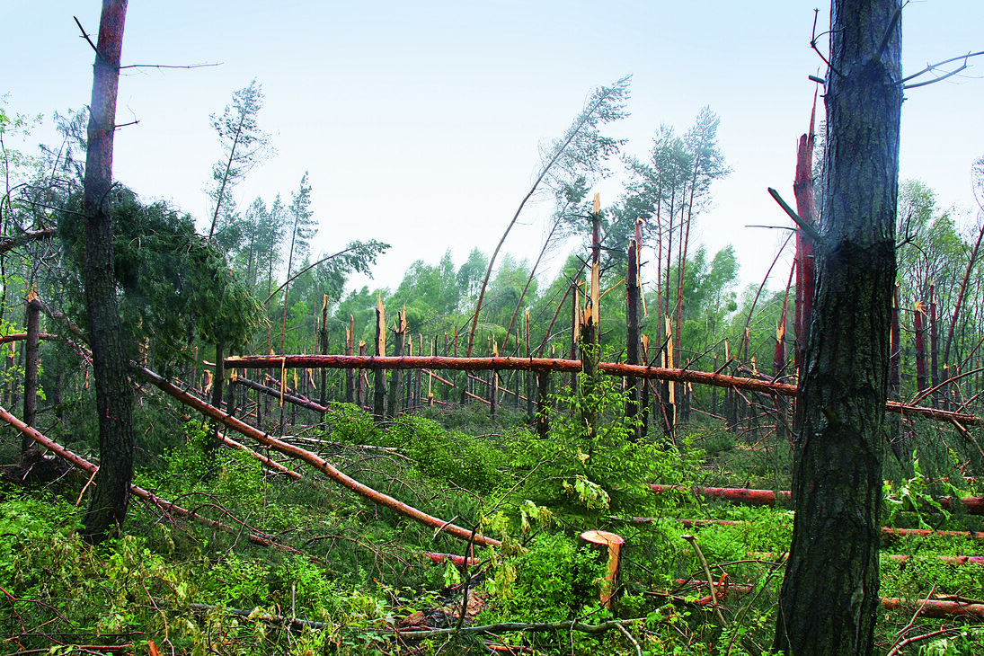 Das Bild zeigt eine Reihe durch einen Sturm abgebrochener Bäume in einem Waldstück.