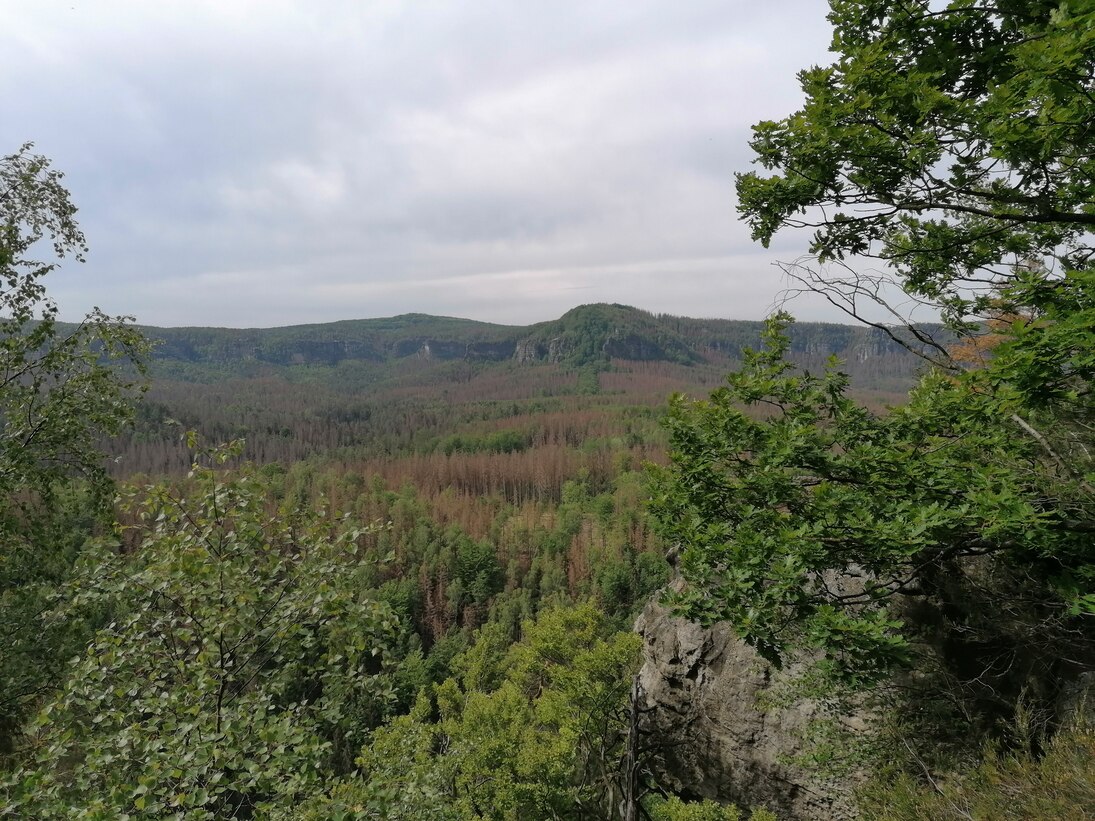 Bild einer Waldfläche in der Sächsischen Schweiz mit vielen trockengeschädigten Bäumen die sich durch braune Baumkronen auszeichnen