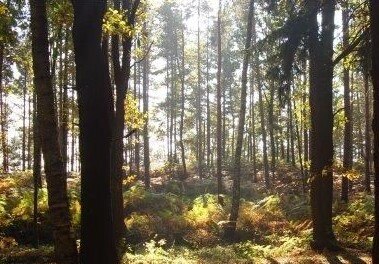 Wald in Sachsen mit deutlich sichtbaren Trockenheitserscheinungen