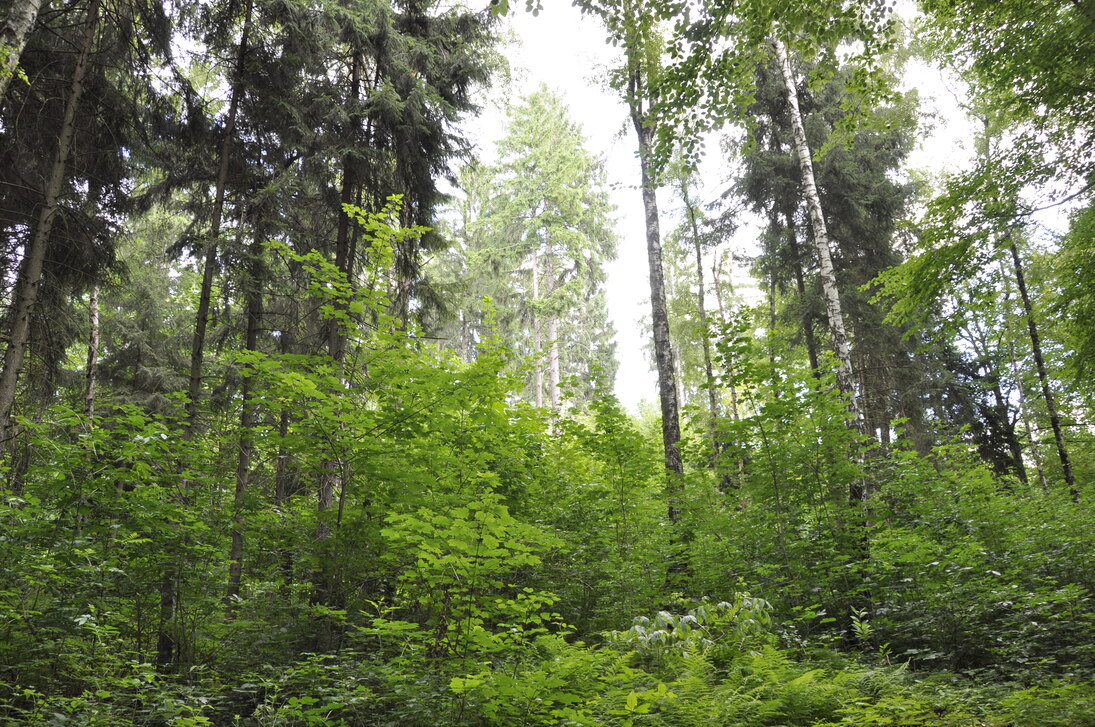 Heranwachsende zweite Schicht Laubbäume im nadelbaumdominierten Wald.