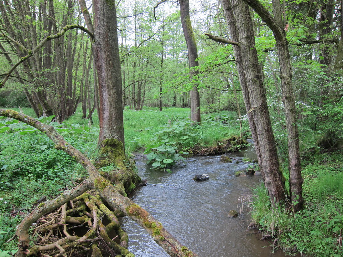 Bild eines unveränderten und naturnahen Abschnittes des Feilebaches im Flussgebiet der Weißen Elster. Es ist der Flusslauf mit üppiger Ufervegetation zu sehen.