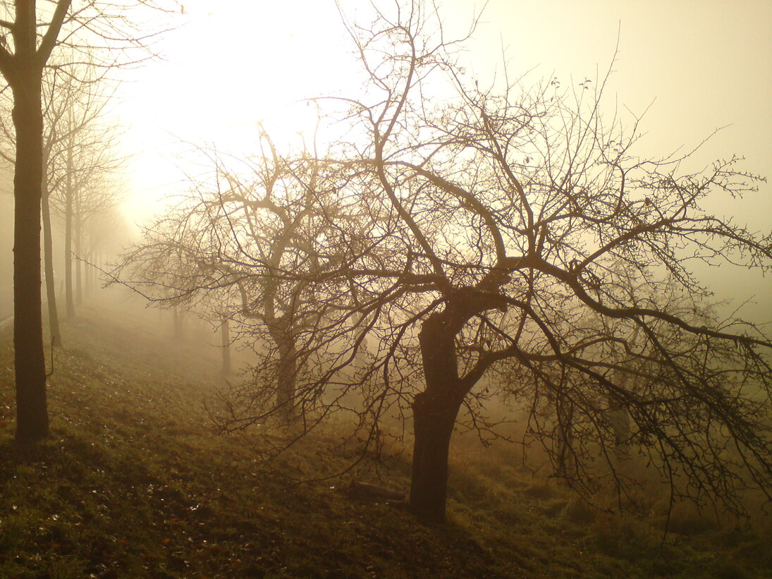 Schemenhafte Aufnahme von Obstbäumen im Nebel bei aufgehender Sonne im Hintergrund