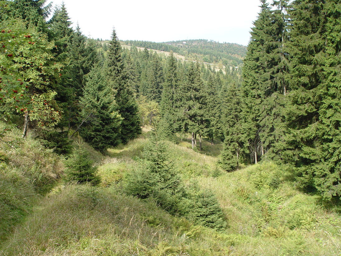 Bild des Zechengrundes als Beispiel für einen Bergfichtenwald